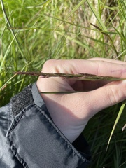 Festuca edlundiae