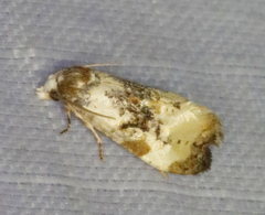 Phalonidia memoranda