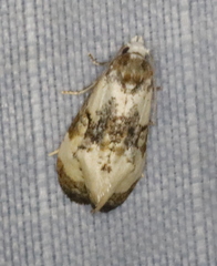 Phalonidia memoranda