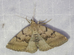 Zanclognatha dentata