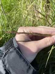 Festuca edlundiae