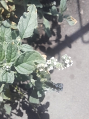 Heliotropium europaeum