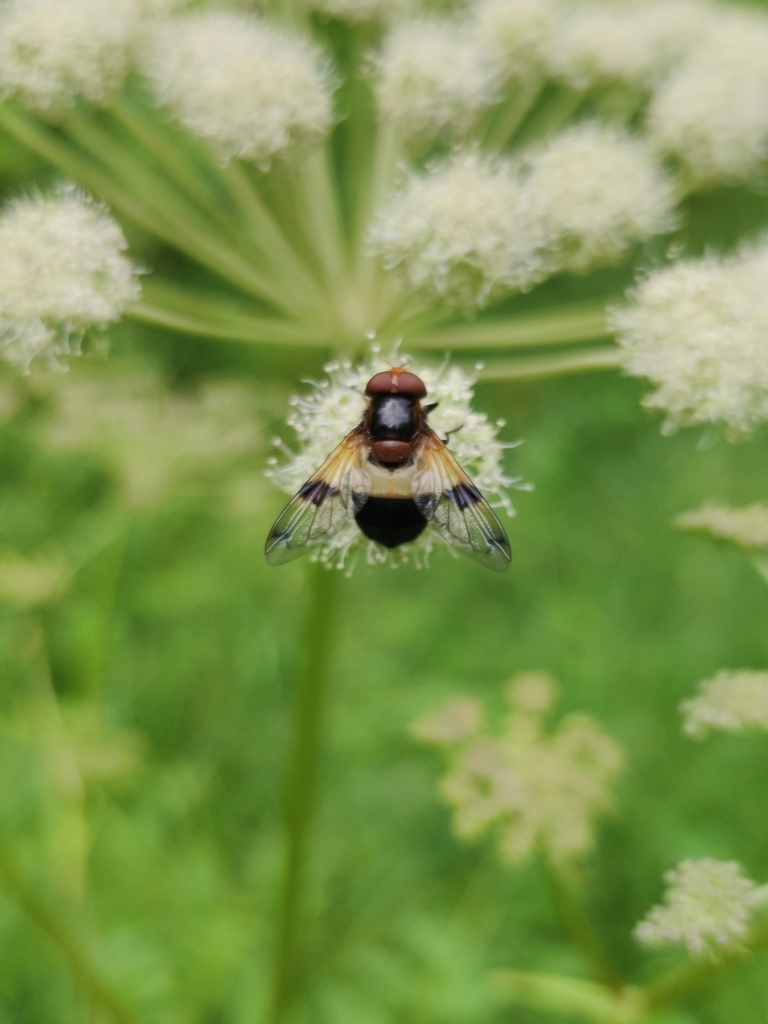 Pellucid Hover Fly