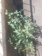 Heliotropium europaeum