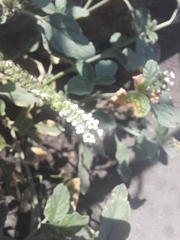 Heliotropium europaeum