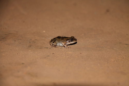 Senegal Running Frog