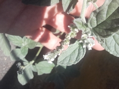 Heliotropium europaeum