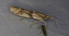 Homoeosoma stypticella