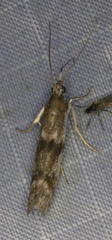 Homoeosoma stypticella
