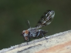 Pseudotephritis
