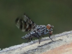 Pseudotephritis