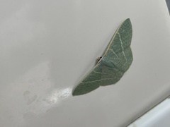 Pelagodes proquadraria
