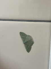 Pelagodes proquadraria