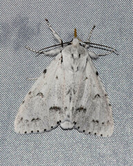 Acronicta vulpina