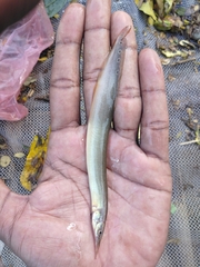 Macrognathus siamensis