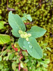 Lonicera villosa