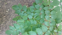 Aralia