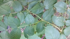 Aralia