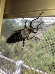 Microstylum oberthurii