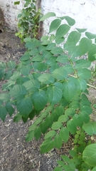 Aralia