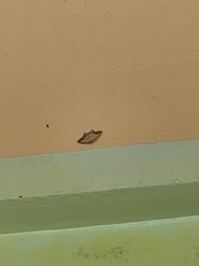 Oxymacaria temeraria