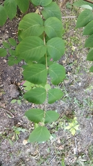 Aralia