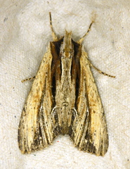 Apamea verbascoides