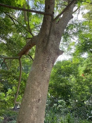 Albizia procera