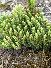 Diphasiastrum alpinum