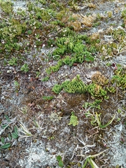 Diphasiastrum alpinum