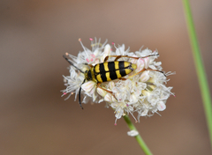 Stenostrophia tribalteata