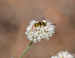 Stenostrophia tribalteata