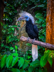 Berenicornis comatus