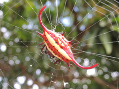 Gasteracantha falcicornis