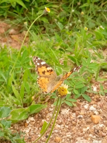 Painted Lady