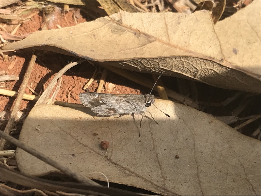 Lerodea erythrostictus