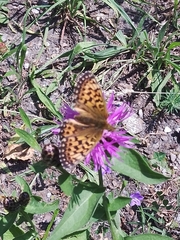 Boloria titania