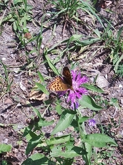 Boloria titania