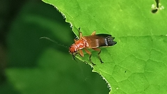 Ancistronycha erichsonii