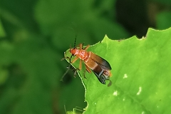 Ancistronycha erichsonii