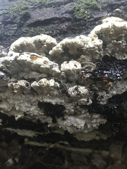 Inonotus glomeratus