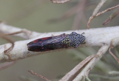 Homalodisca liturata