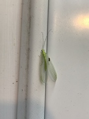Chrysopa nigricornis