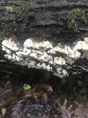Inonotus glomeratus