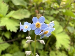 Myosotis decumbens