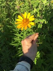 Heliopsis