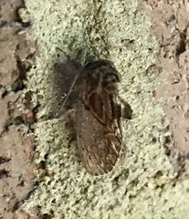 Peridea basitriens
