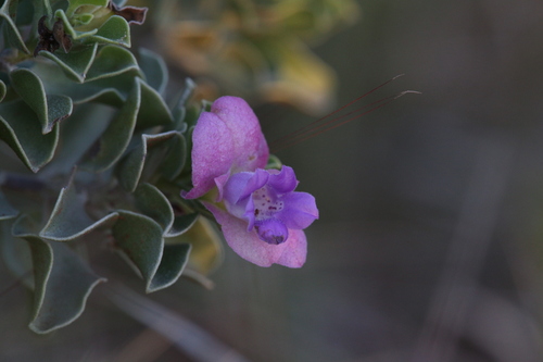 Image of Eremophila cuneifolia by (c) Hugo Innes, some rights reserved (CC BY)