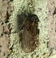 Peridea basitriens