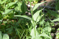 Rudbeckia californica
